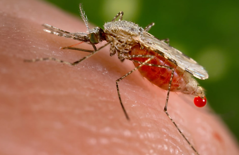 Malaria in Uganda